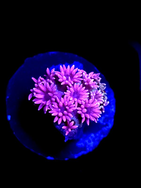 SBB "Fuzzy Wuzzy" Goni Tiny