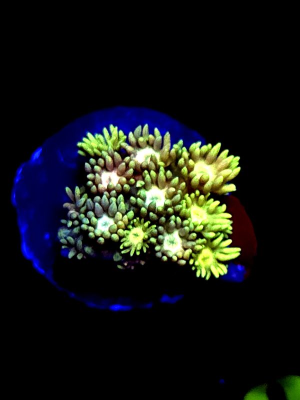 SBB "Glowey Flowey" Goni Medium