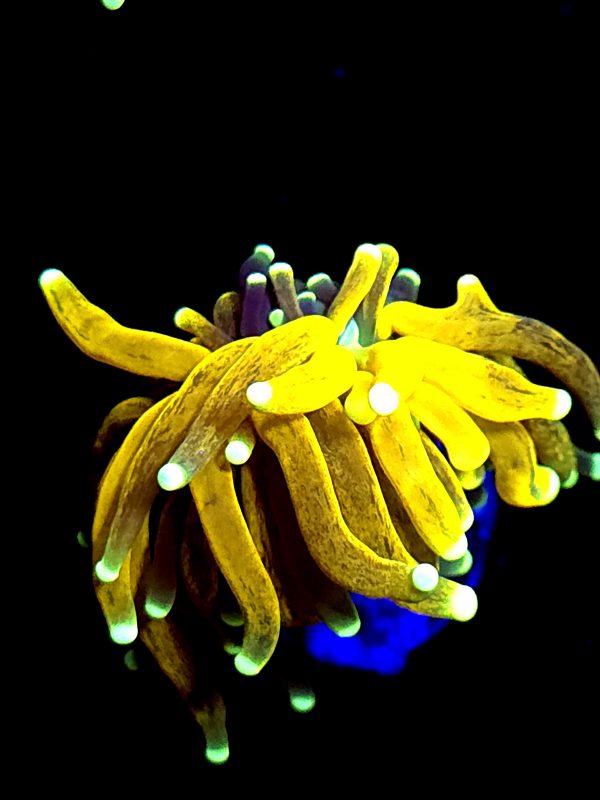 SBB " Yellow " Tiger Torch