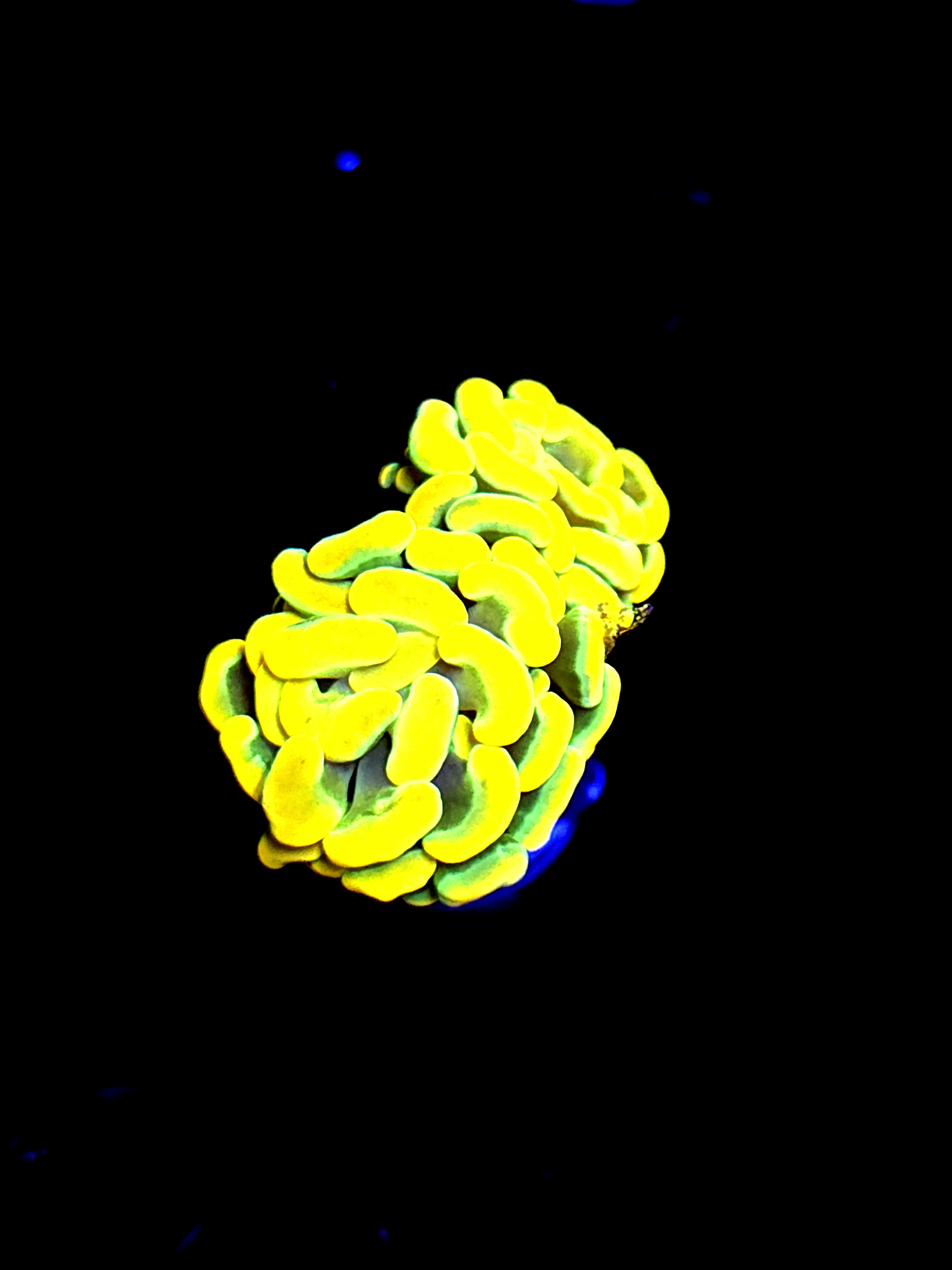 SBB " Big Bird" Hammer