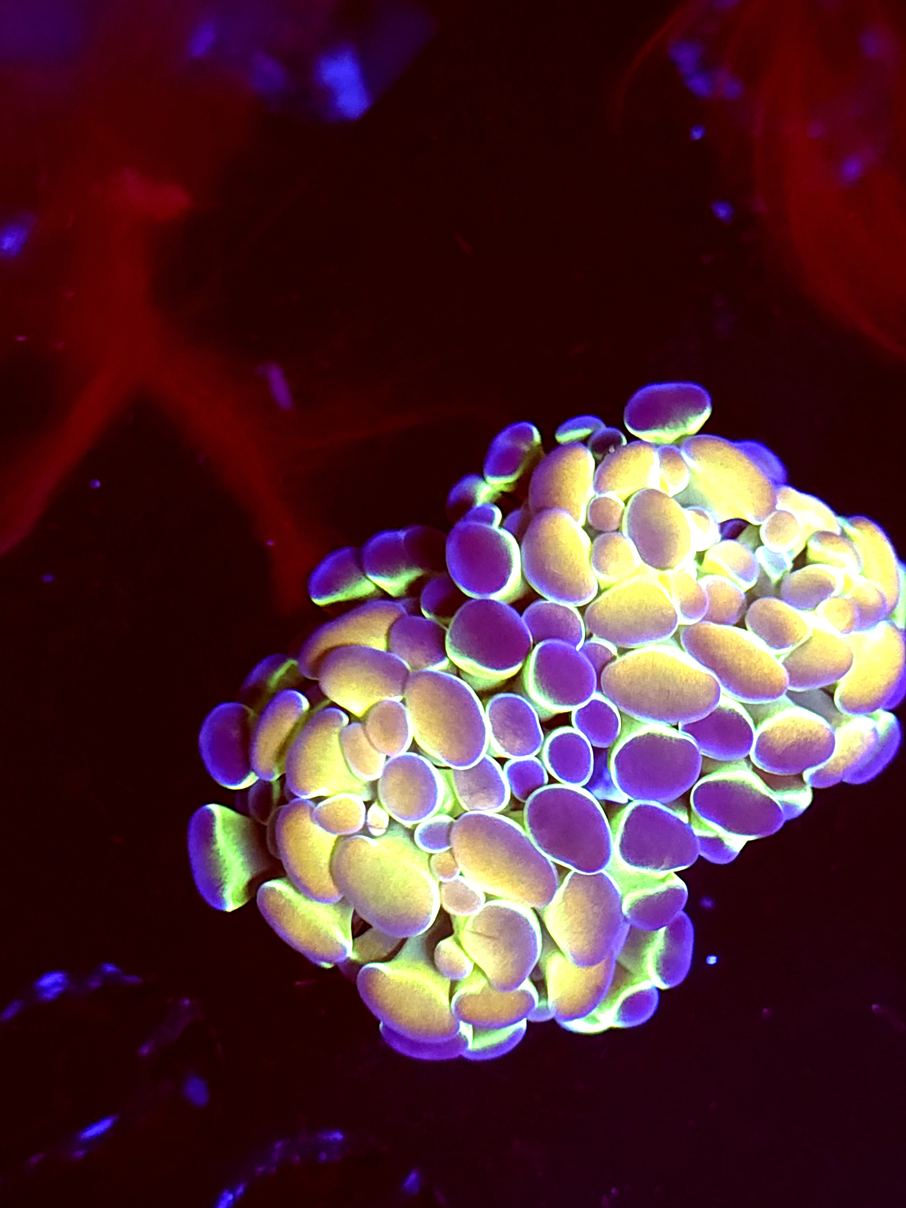 SBB " Yellow Hologram" hammer Splitting Heads