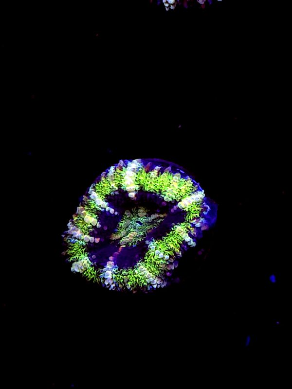 SBB "Evil Eyes" Acan