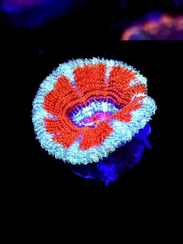 SBB "Rainbow Taffy" Acan