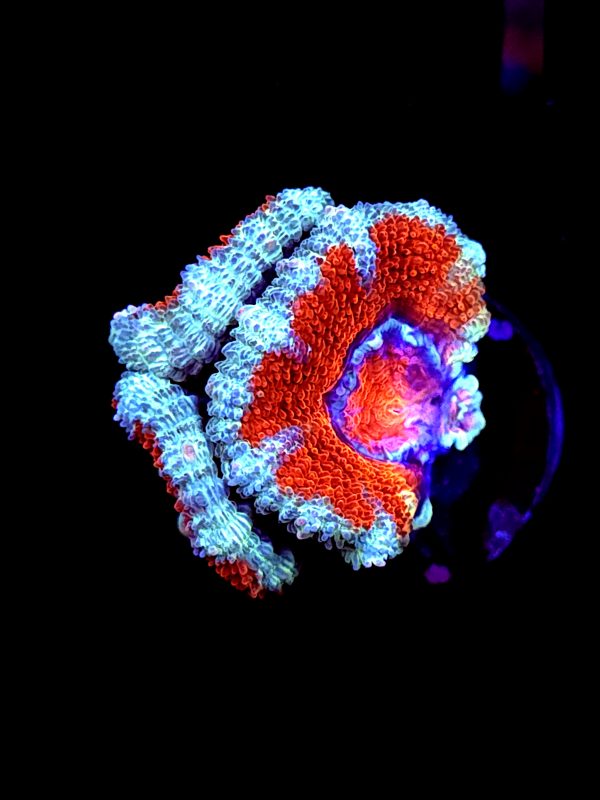 SBB "Rainbow Taffy" Acan 3 Heads