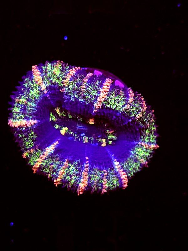 SBB "Ape Planet" Acan