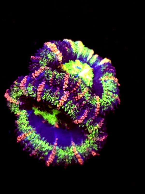 SBB "Ape Planet" Acan
