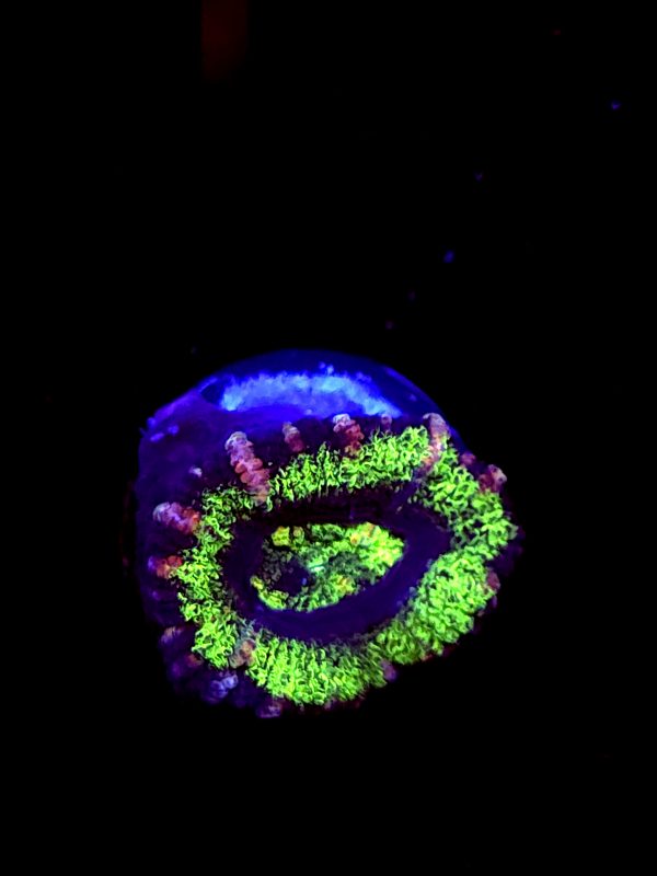 SBB "Solar Burn" Acan 1 Head