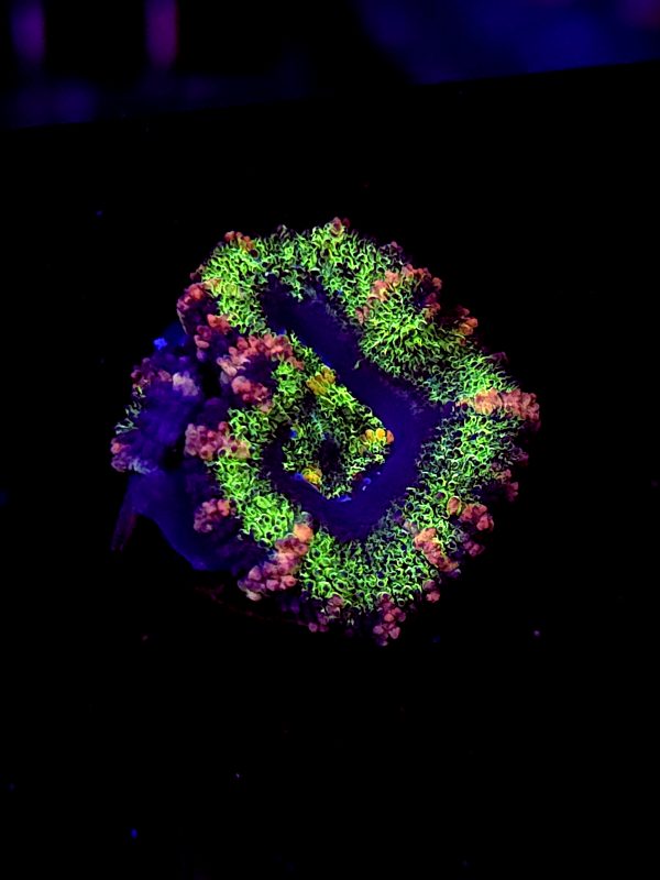 SBB "Solar Burn" Acan 1 Head 1 Baby