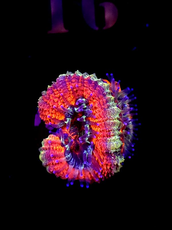 SBB "Dragon ruby" Acan 2 Head