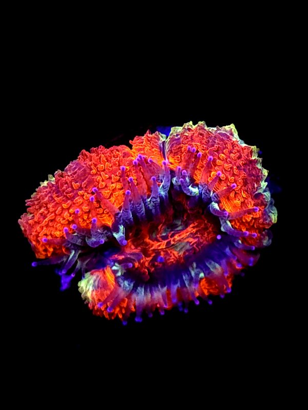 SBB "Dragon Ruby" Acan 1 Head