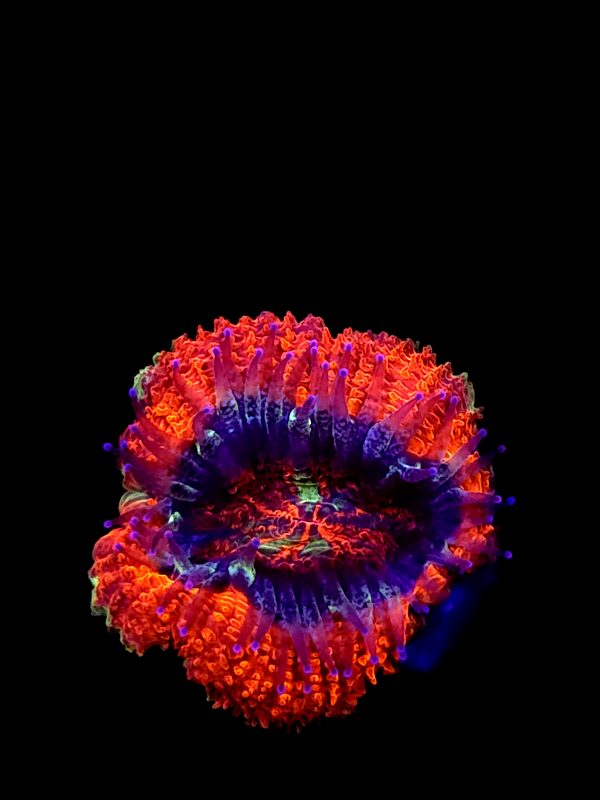 SBB "Dragon Ruby" Acan 1 Head