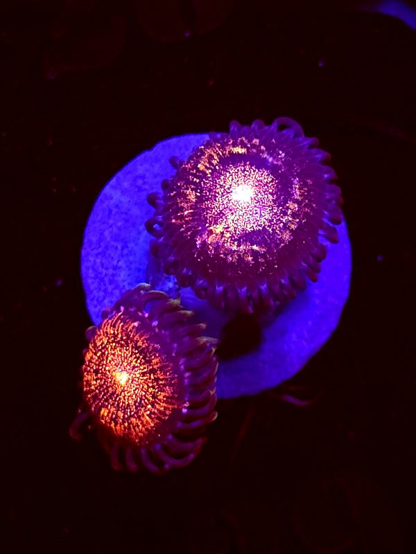 SBB "No Name" Zoa