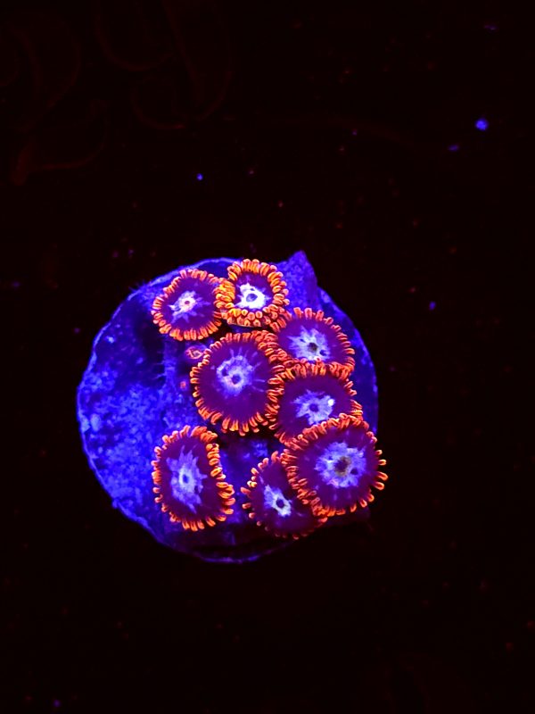 SBB "No Name" Zoa