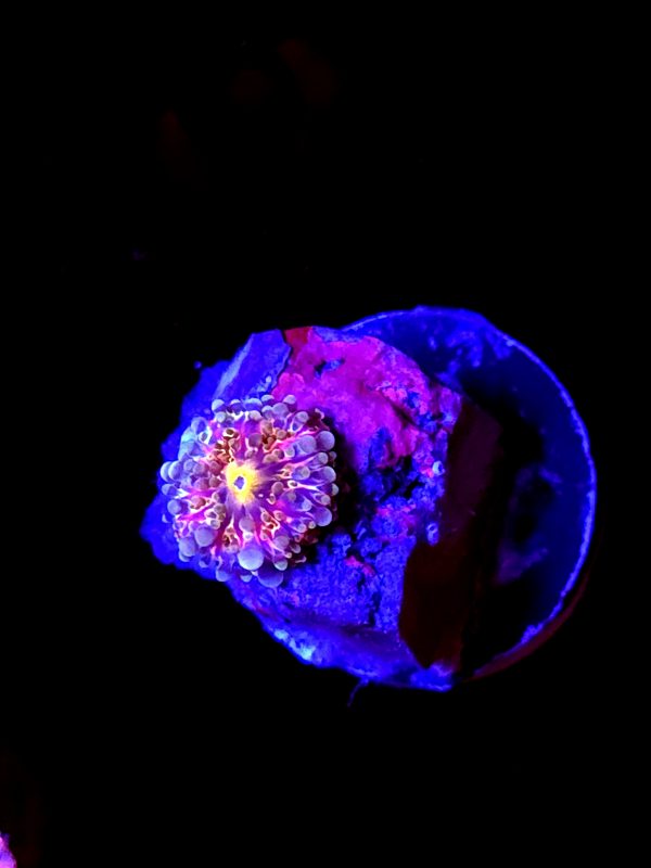 SBB "Bubblestorm" Mushroom Baby