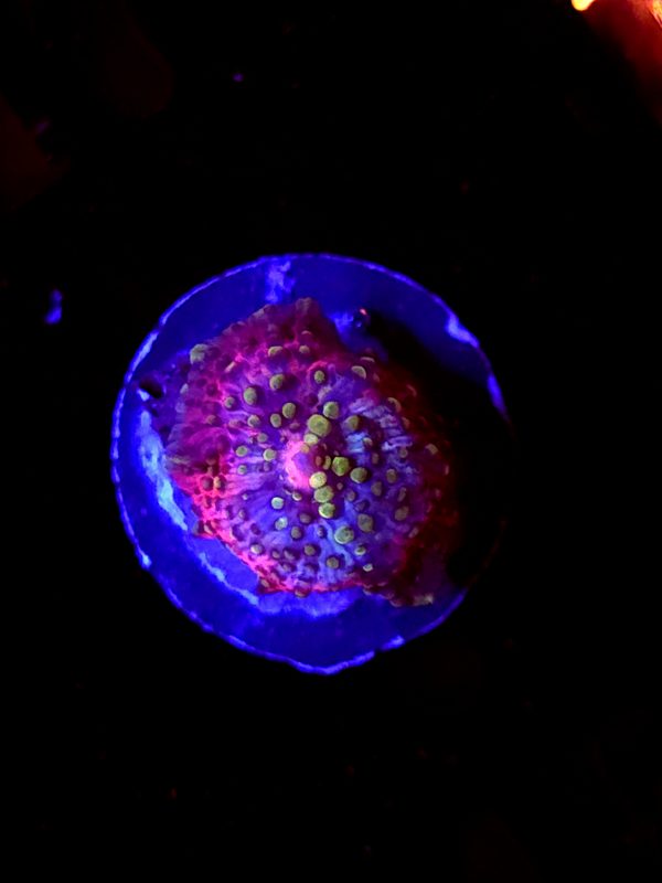 SBB "Rainbow Neptune" Mushroom Baby