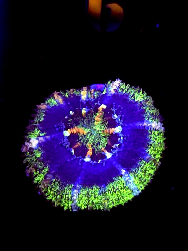 SBB "Moon Monkey" Acan