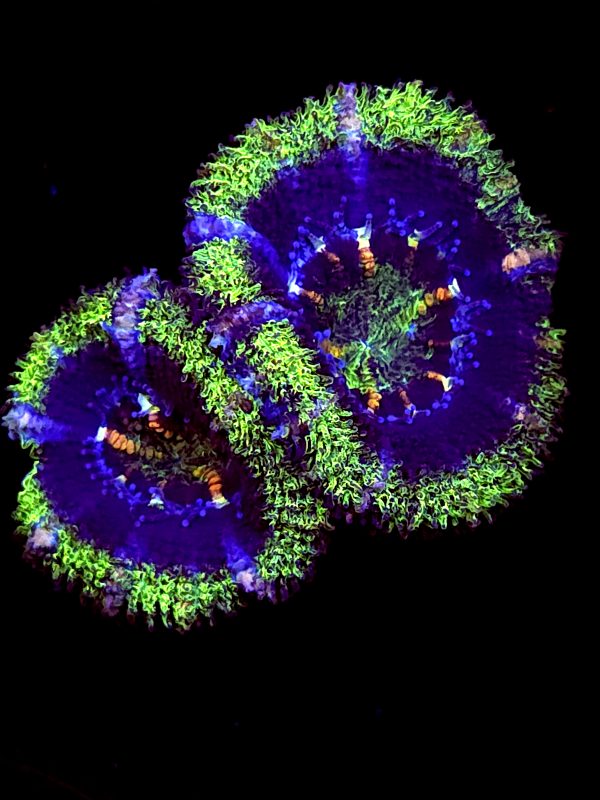 SBB "Moon Monkey" Acan 2 heads