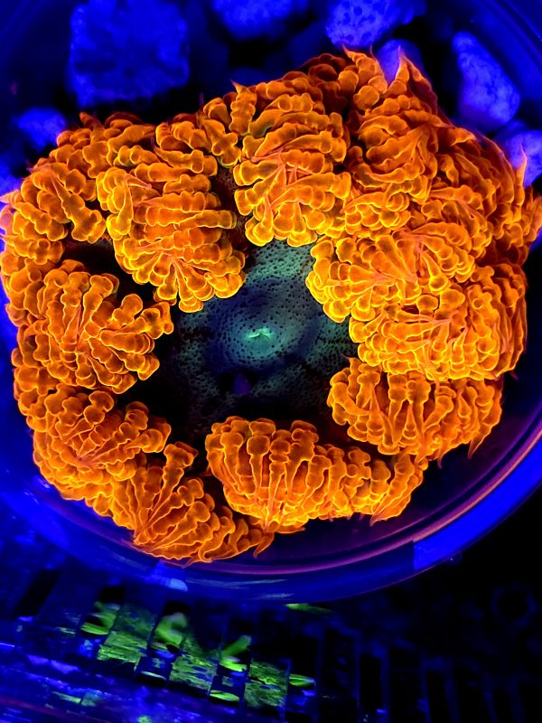 SBB rock Flower  Orange skirt