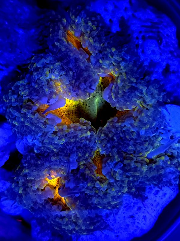 SBB rock Flower