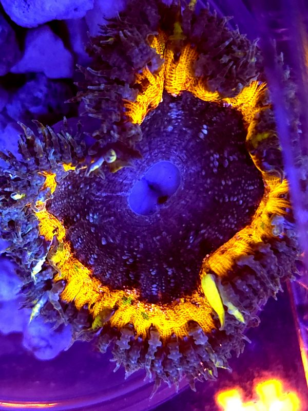 SBB rock Flower yellow Center