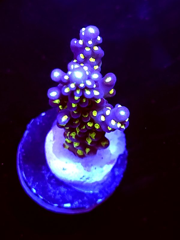 SBB "Light Saber" Acro Medium Branch