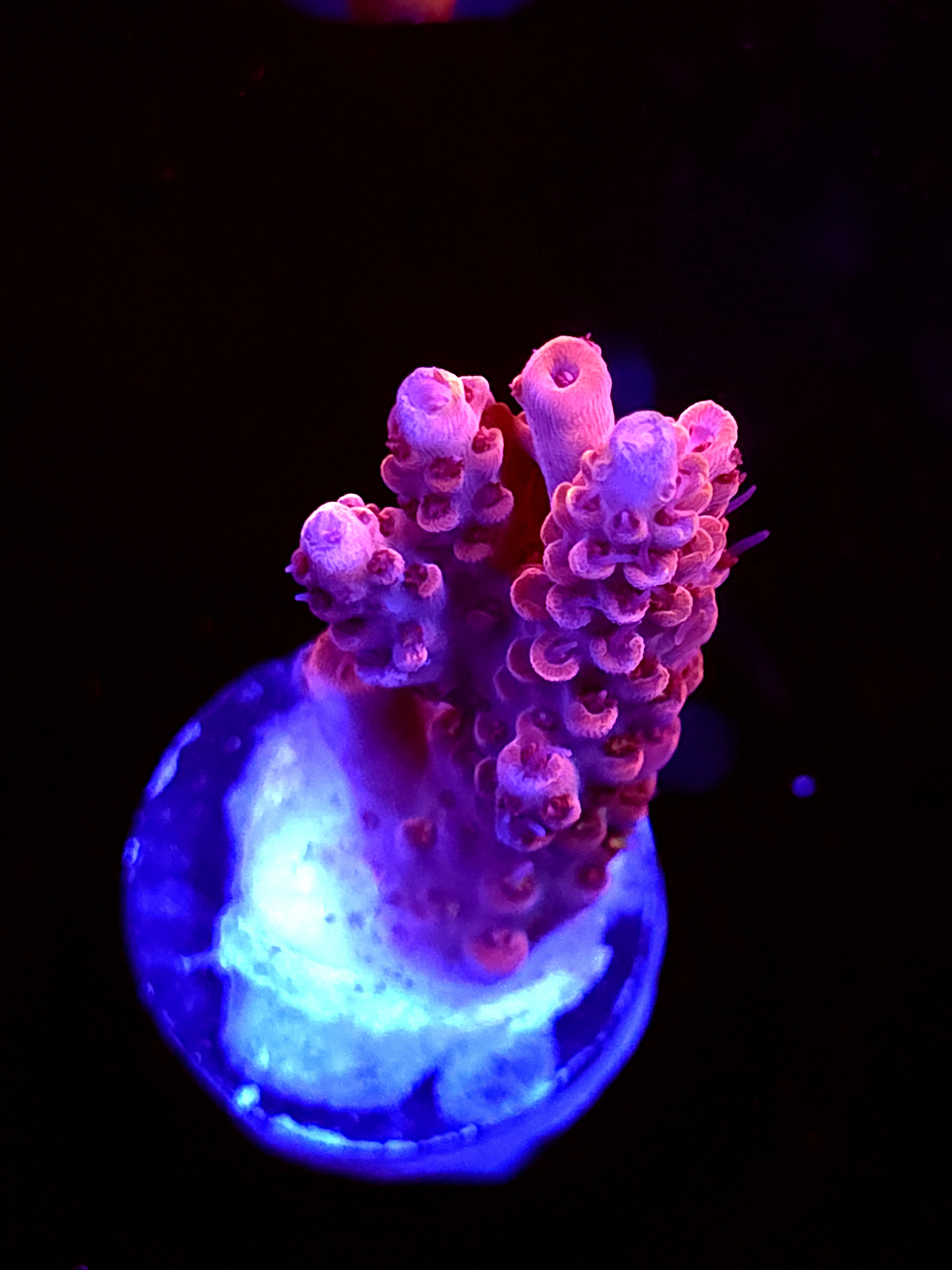 SBB "Red Razz" Acro Medium Branch