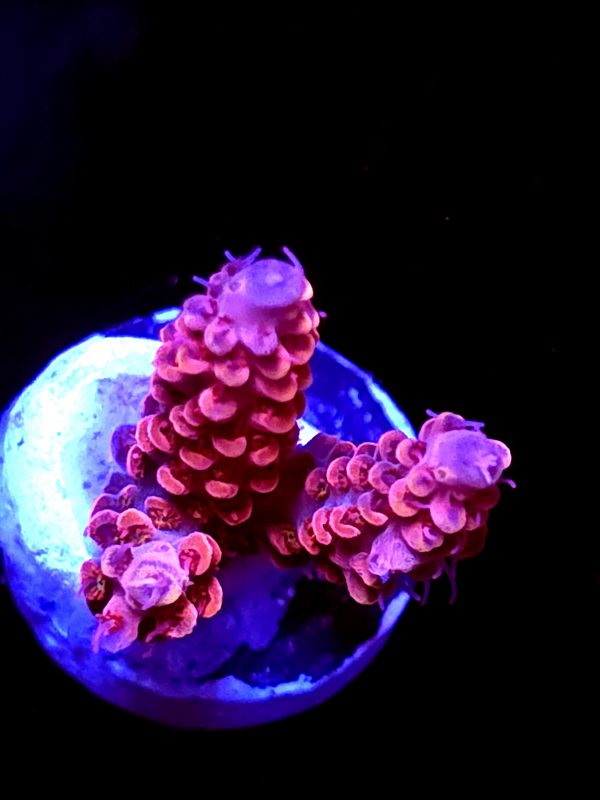 SBB "Mystery Signature" Acro Small 2 Branch