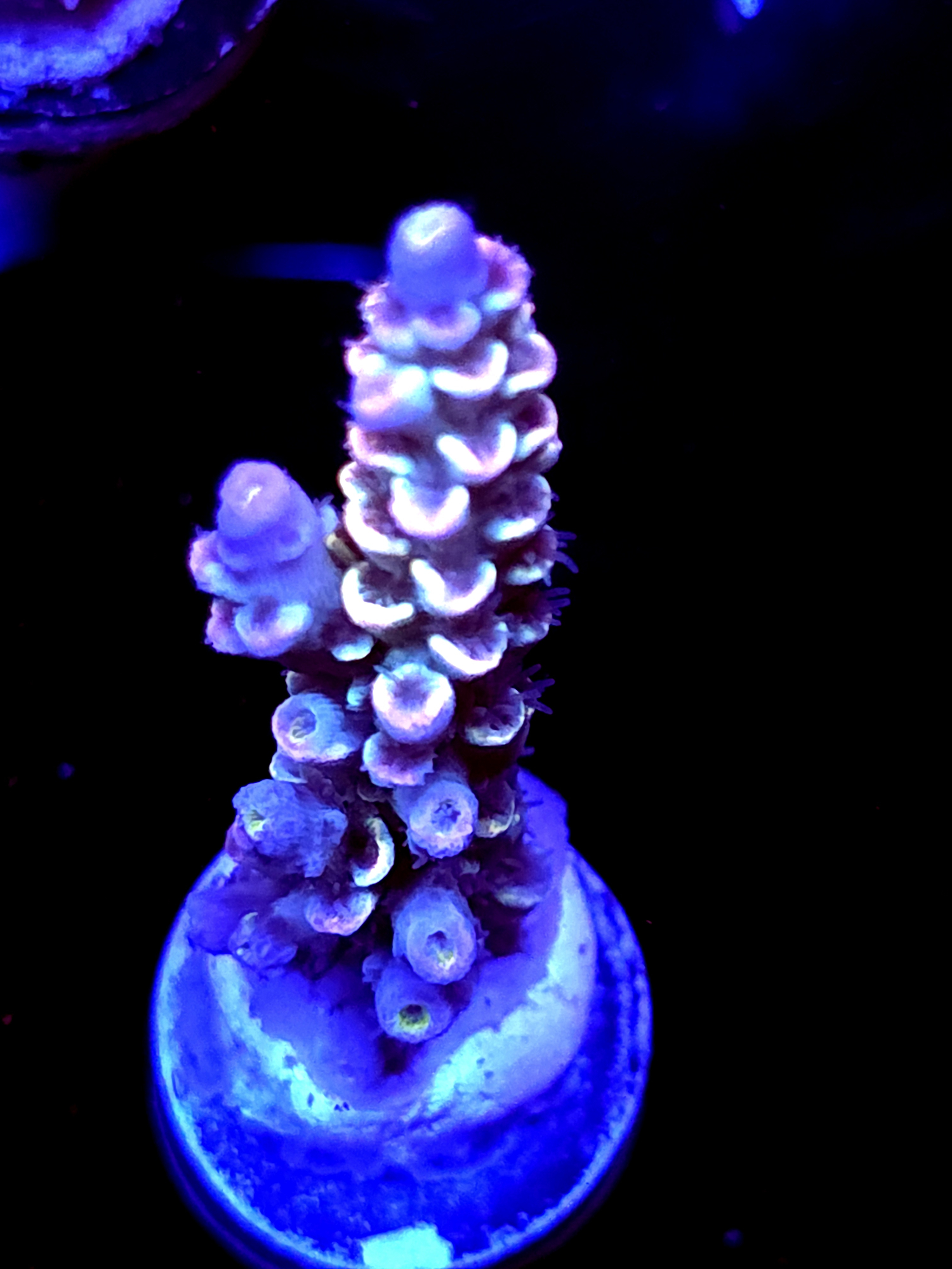 SBB "Electric Melt" Acro Large Branch