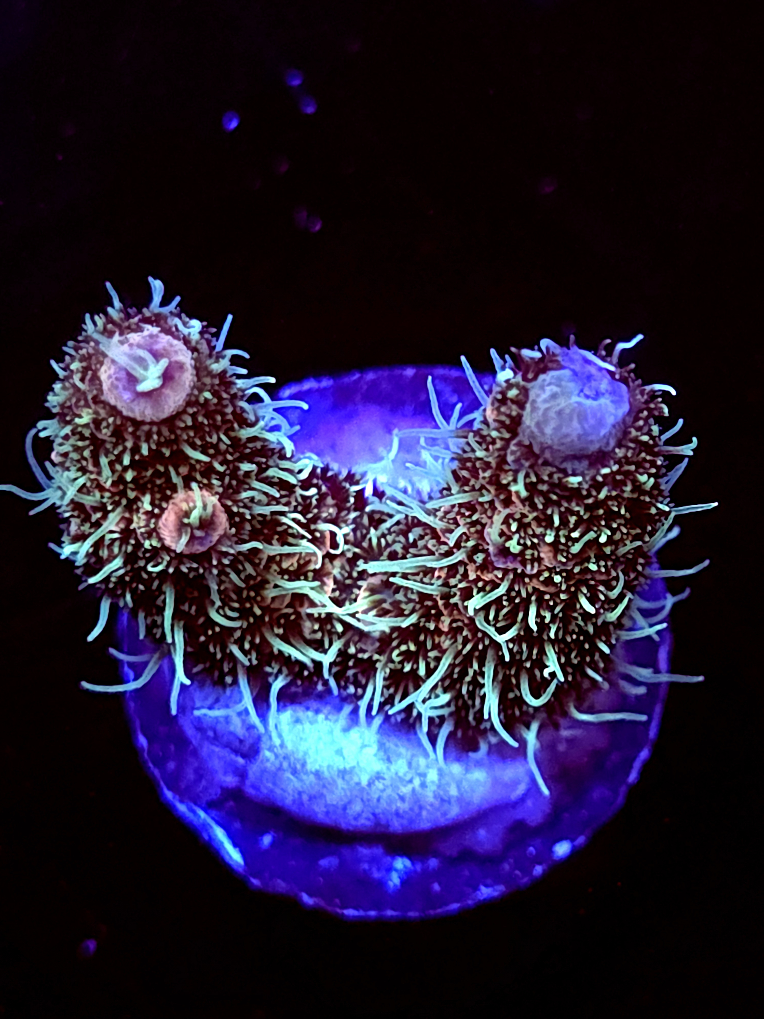 SBB "Mystery Signature" Acro Medium 2 Branch