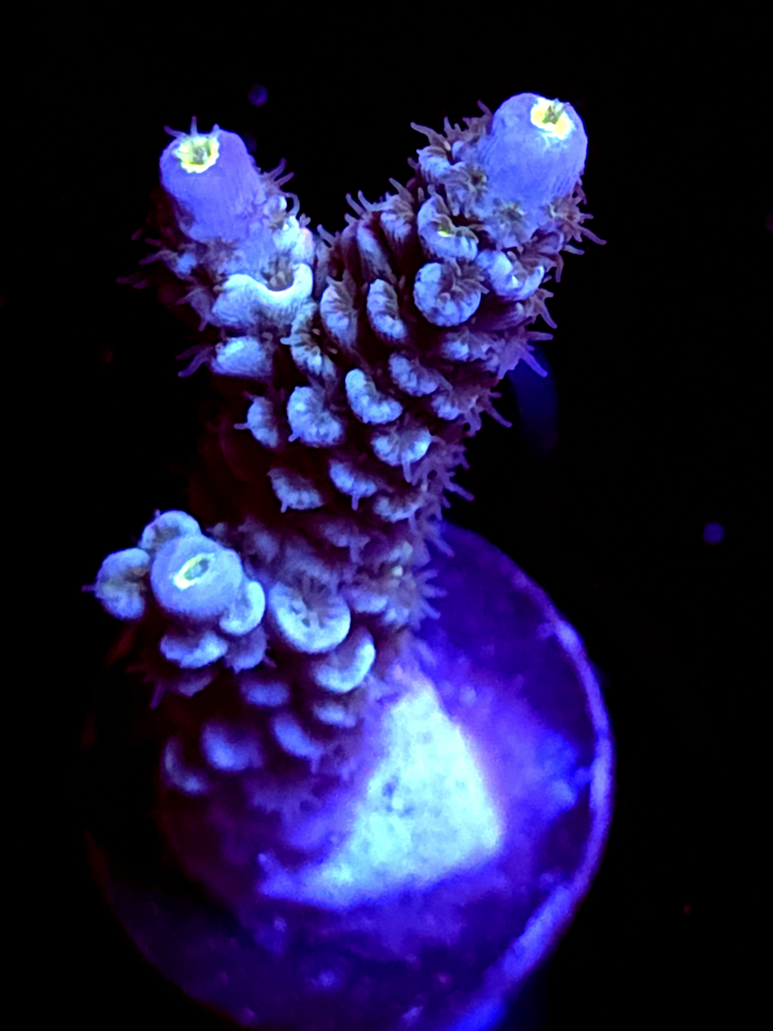 SBB "Savage Maniac" Acro Medium Branch
