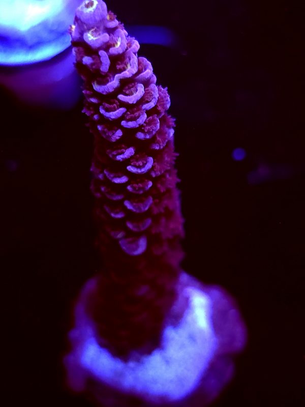 SBB "Bubblegum Panola" Acro Large Branch