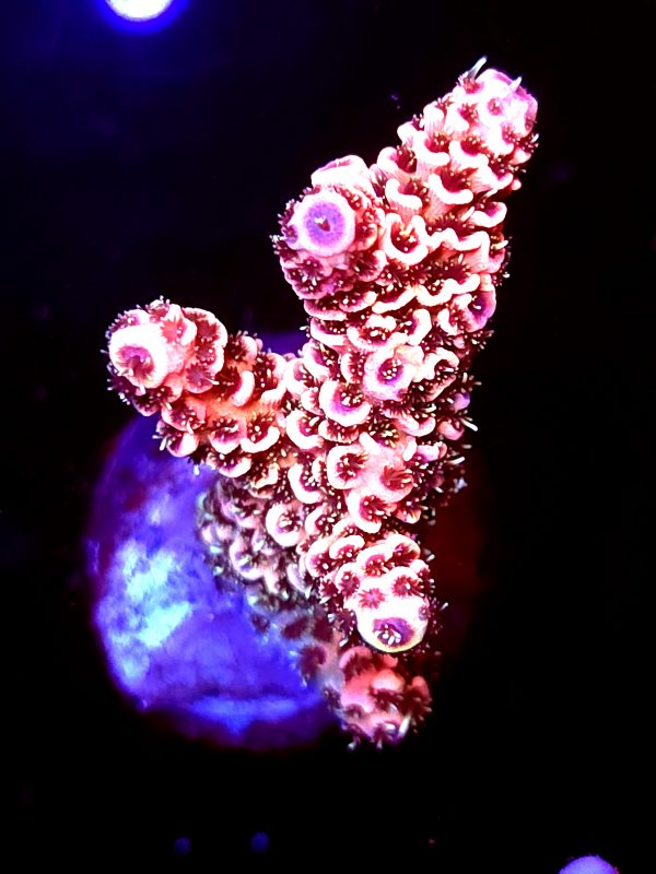 SBB "Blade Runner" Acro Medium Multibranch