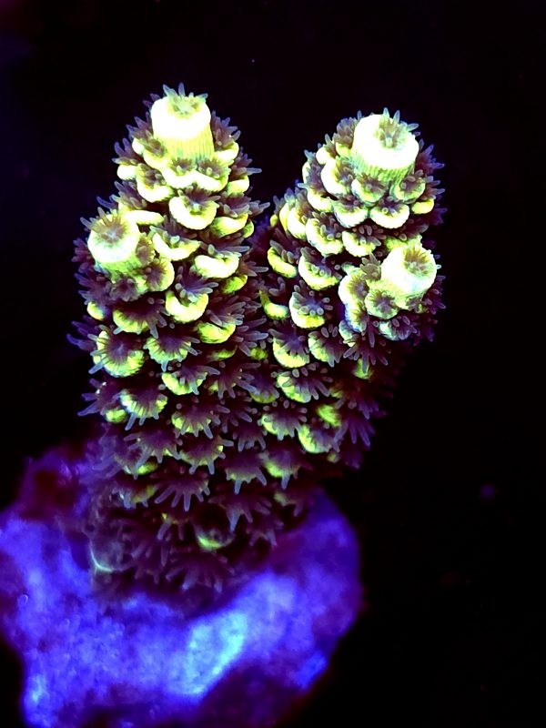SBB "Hologram" Acro Large 2 Branch
