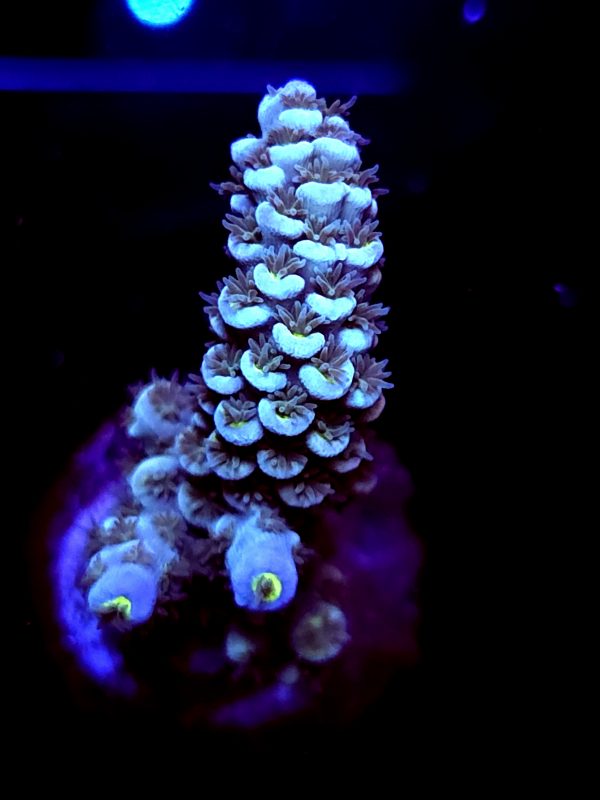 SBB "Ocean OG" Acro Medium Branch