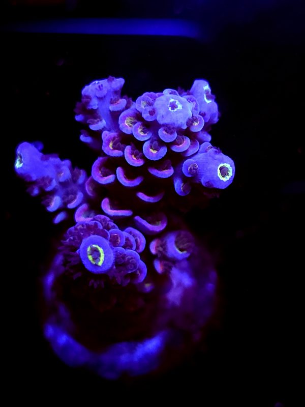 SBB "Cosmic Magic" Acro Medium Branch
