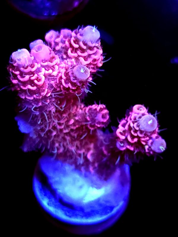 SBB "Lava Wax" Acro Medium 2 Branch