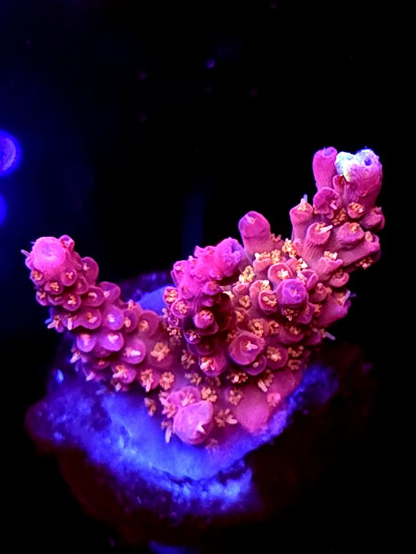 SBB "Pink Teddy Bear" Acro Medium 3 Branch