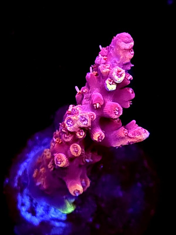 SBB "Pink Teddy Bear" Acro Small Branch