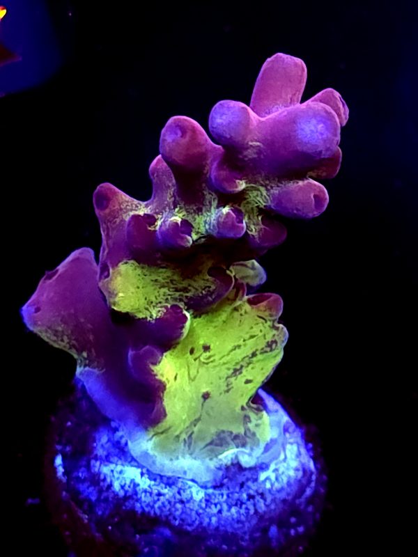SBB "Grapejuice" Acro large Branch