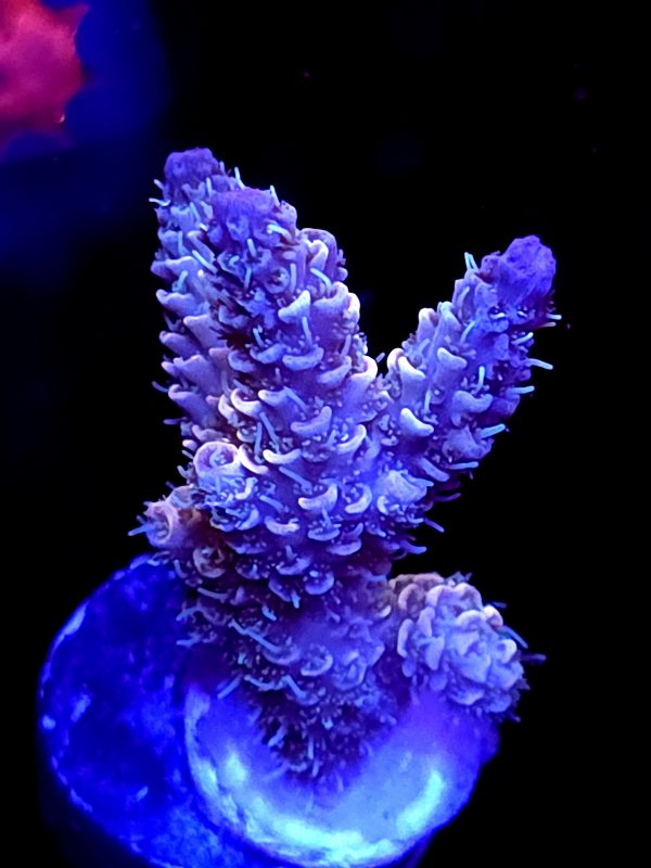 SBB "Mutant Glo" Acro Medium 3 Branch