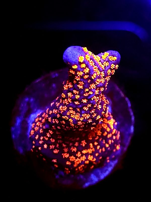 SBB "Bubble Digi" Acro Small Branch