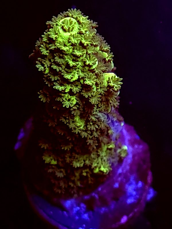 SBB "Green Tron" Acro Medium Branch
