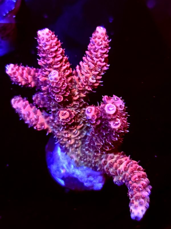 SBB "Solar Lava" Acro Large Multibranch