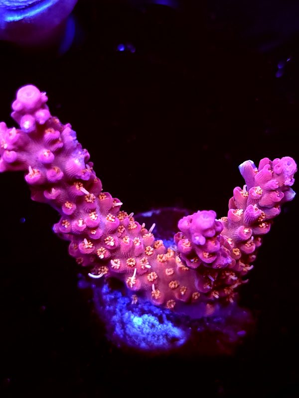 SBB "Pink Teddy Bear" Acro Large 3 Branch
