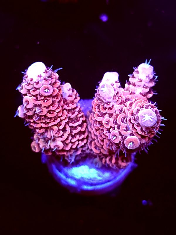 SBB "Shadow Moon" Acro Medium 2 Branch