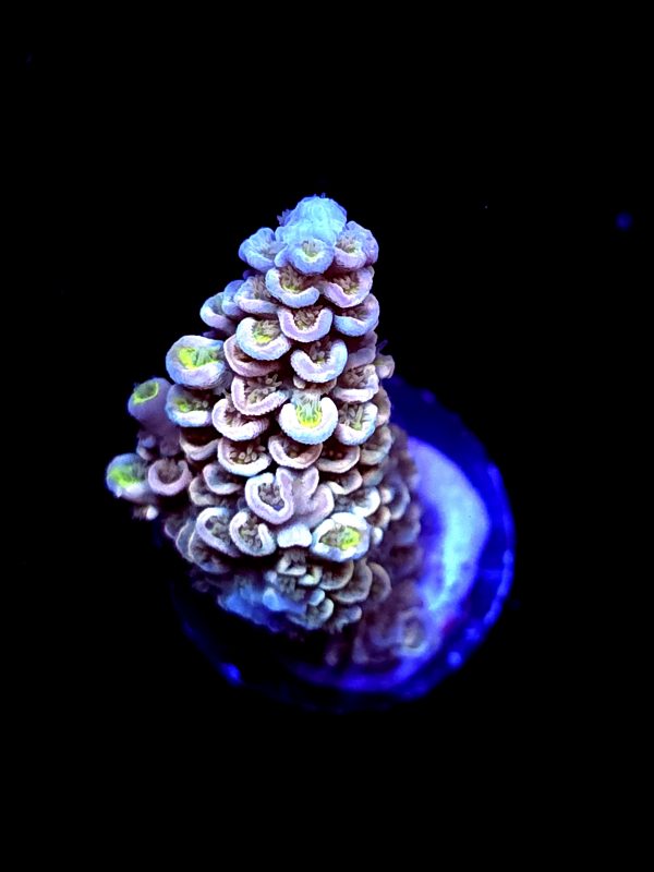 SBB "Fire Glo" Acro Medium Chunky Branch