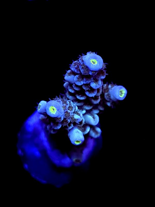 SBB "Hyper Flare" Acro Medium 2 branch