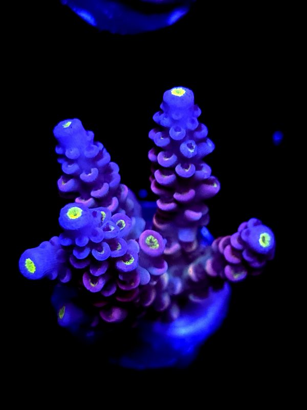 SBB "Torch Scorch" Acro Medium 4 Branch