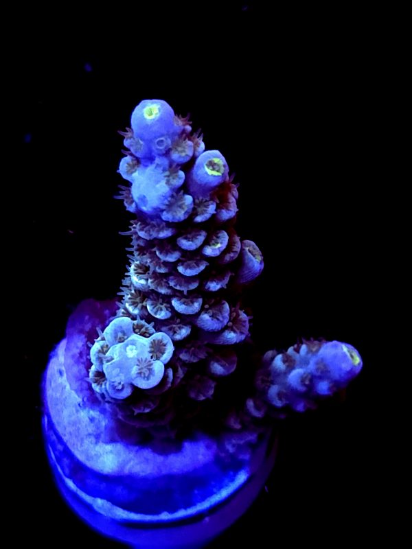 SBB "Hyper Flare" Acro Medium 2 branch