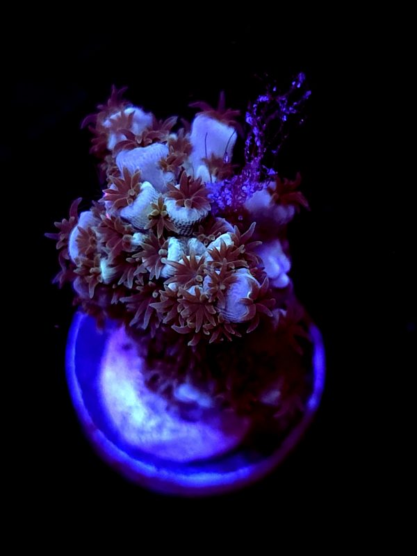 SBB "Prism Flare" Acro Medium Multibranch